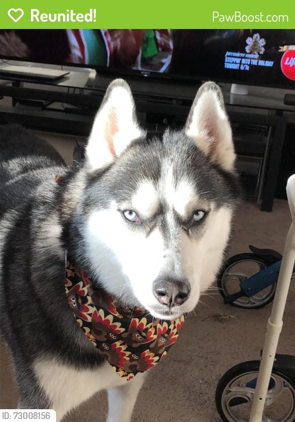 Reunited Male Dog last seen Far Hills Ave and Westgate, Kettering, OH 45429
