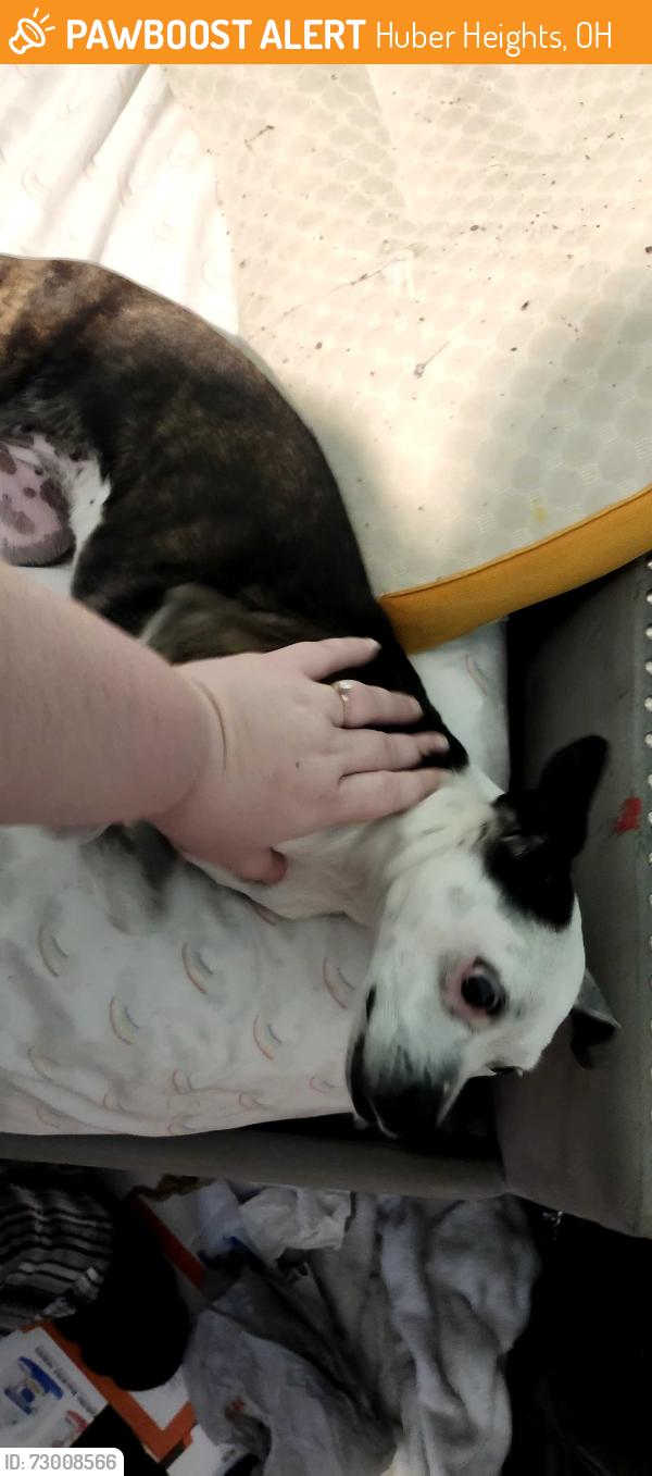 Found/Stray Female Dog last seen Kingsbury, Huber Heights, OH 45424