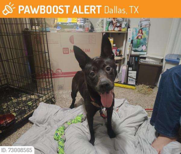 Found/Stray Female Dog last seen Landings At McCallum apmt Complex, Richardson TX, Dallas, TX 75252