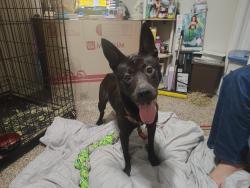 Found/Stray Female Dog last seen Landings At McCallum apmt Complex, Richardson TX, Dallas, TX 75252