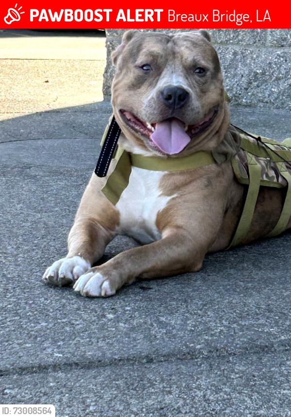 Lost Male Dog last seen Caramel and Rees, Breaux Bridge, LA 70517