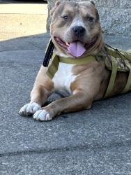 Lost Male Dog last seen Caramel and Rees, Breaux Bridge, LA 70517