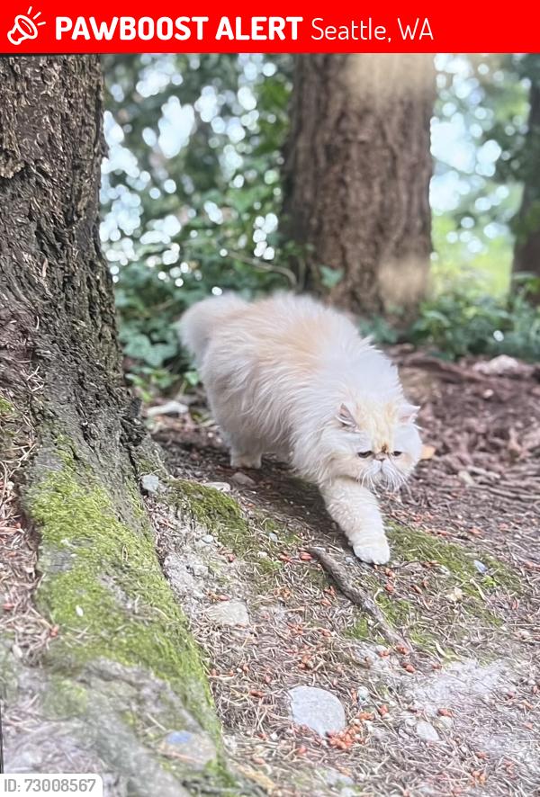 Lost Female Cat last seen Across street from Washington Husky football stadium , Seattle, WA 98115