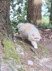 Lost Female Cat last seen Across street from Washington Husky football stadium , Seattle, WA 98115