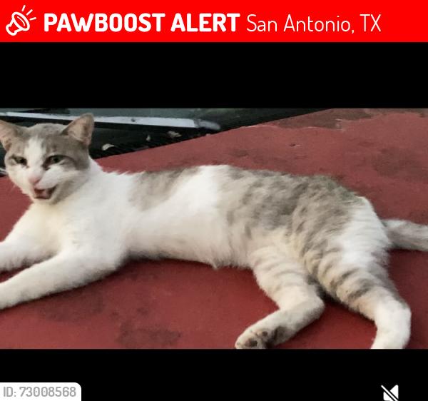 Lost Male Cat last seen Hiawatha & Clark, San Antonio, TX 78210