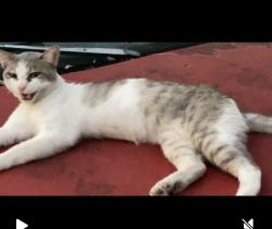 Lost Male Cat last seen Hiawatha & Clark, San Antonio, TX 78210