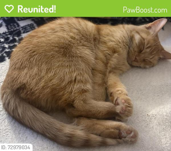 Reunited Female Cat last seen In between Strathern st and Lorne st, near Fair ave. , Los Angeles, CA 91352