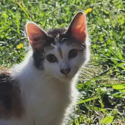 Lost Female Cat last seen Road near fairfield forum, Fairfield, NSW 2165