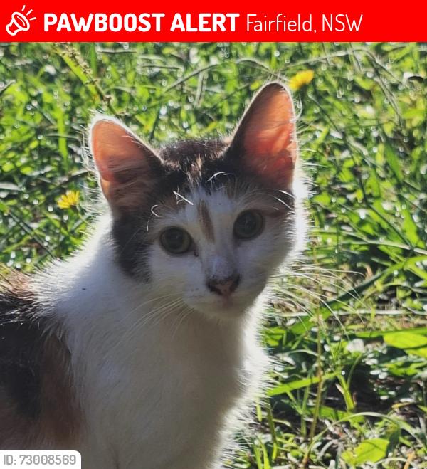 Lost Female Cat last seen Road near fairfield forum, Fairfield, NSW 2165
