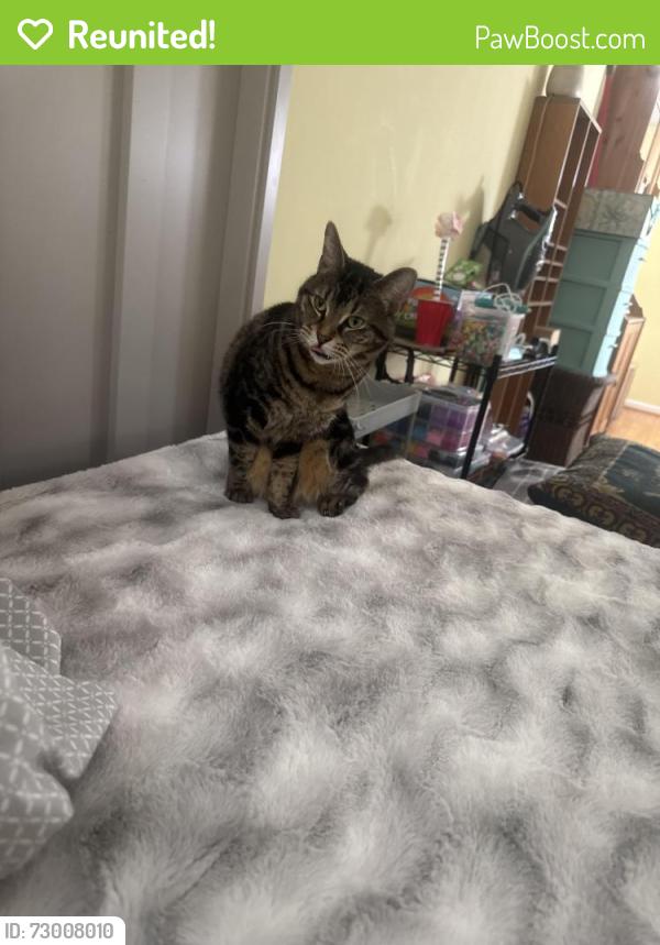 Reunited Female Cat last seen Patton Ave , Roanoke, VA 24016