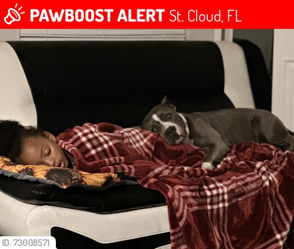 Lost Female Dog last seen Delaware and 6th street , St. Cloud, FL 34769