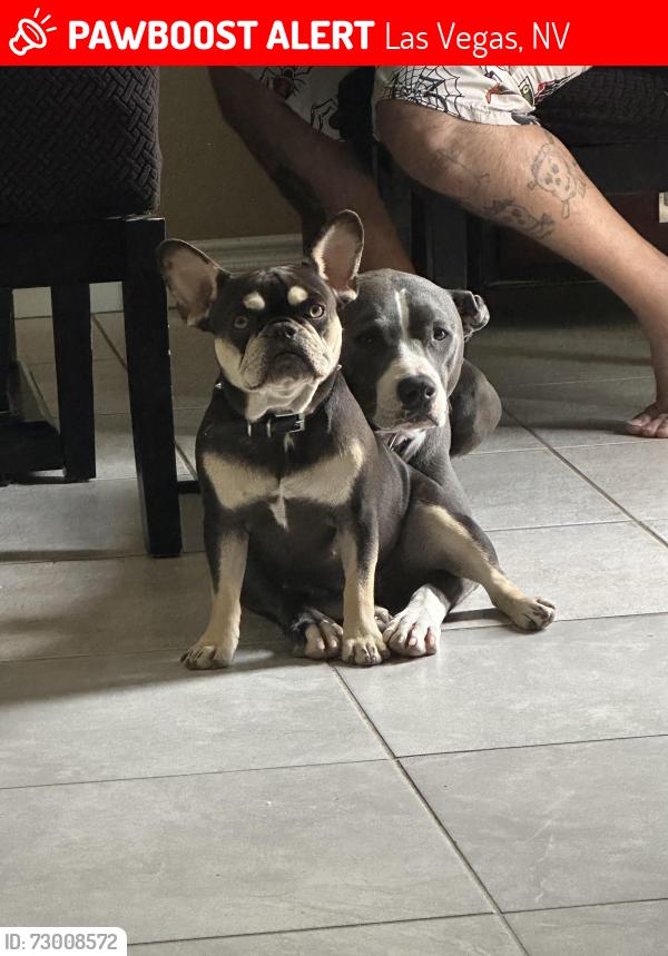 Lost Female Dog last seen DI and Hollywood/Theme, Las Vegas, NV 89122