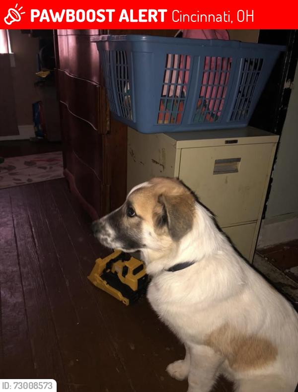 Lost Male Dog last seen West 8th , Cincinnati, OH 45205