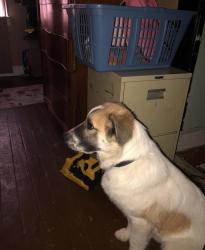 Lost Male Dog last seen West 8th , Cincinnati, OH 45205