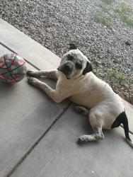 Reunited Male Dog last seen 35th Ave and baseline , Phoenix, AZ 85041