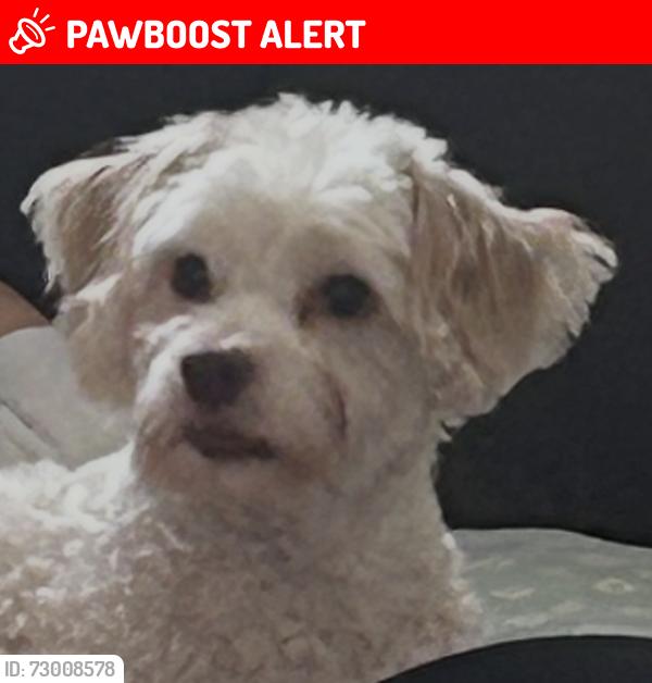 Lost Male Dog last seen Crestbrook Dr, Springfield Township, OH 45231