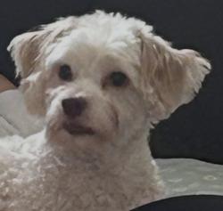 Lost Male Dog last seen Crestbrook Dr, Springfield Township, OH 45231