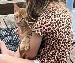 Found/Stray Male Cat last seen New Cut Rd, Inman, SC 29349