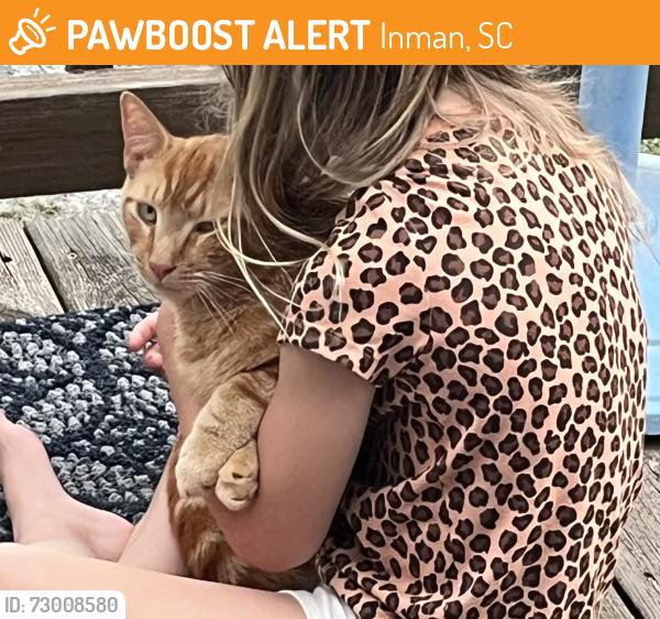 Found/Stray Male Cat last seen New Cut Rd, Inman, SC 29349
