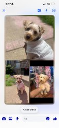 Reunited Female Dog last seen Pershing Ave and Pulaski ave, Carteret, NJ 07008