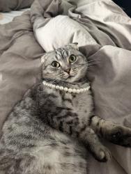 Lost Female Cat last seen Near Roscomare Rd, Bel Air, Los Angeles, CA 90077