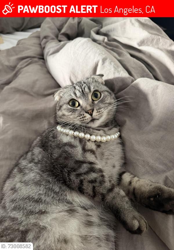 Lost Female Cat last seen Near Roscomare Rd, Bel Air, Los Angeles, CA 90077