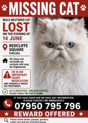 Lost Male Cat last seen Redcliffe square , Greater London, England SW10