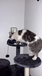 Reunited Male Cat last seen Smith & canyon, Nampa, ID 83651