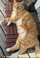Lost Female Cat last seen Factoria,Bellevue, Bellevue, WA 98006