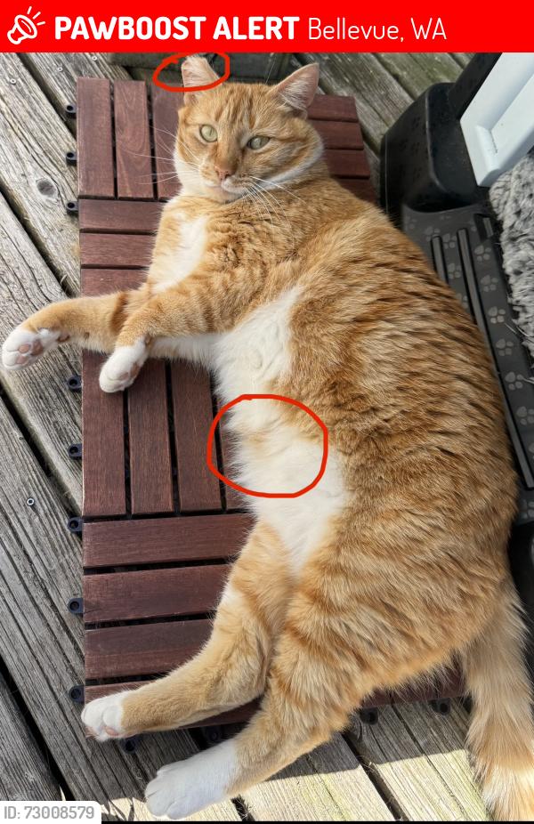 Lost Female Cat last seen Factoria,Bellevue, Bellevue, WA 98006