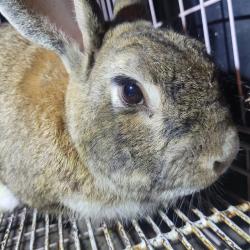Found/Stray Unknown Rabbit last seen Garfield & Jefferson , Paramount, CA 90723