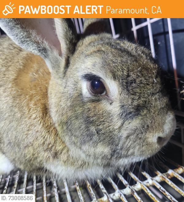 Found/Stray Unknown Rabbit last seen Garfield & Jefferson , Paramount, CA 90723