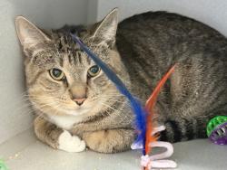 Shelter Stray Male Cat last seen NEW YORK, NY, 10029, 326 E 110th St, New York, NY 10029, USA