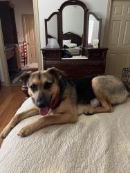 Lost Female Dog last seen University Blvd and Babcock, Melbourne, FL 32901