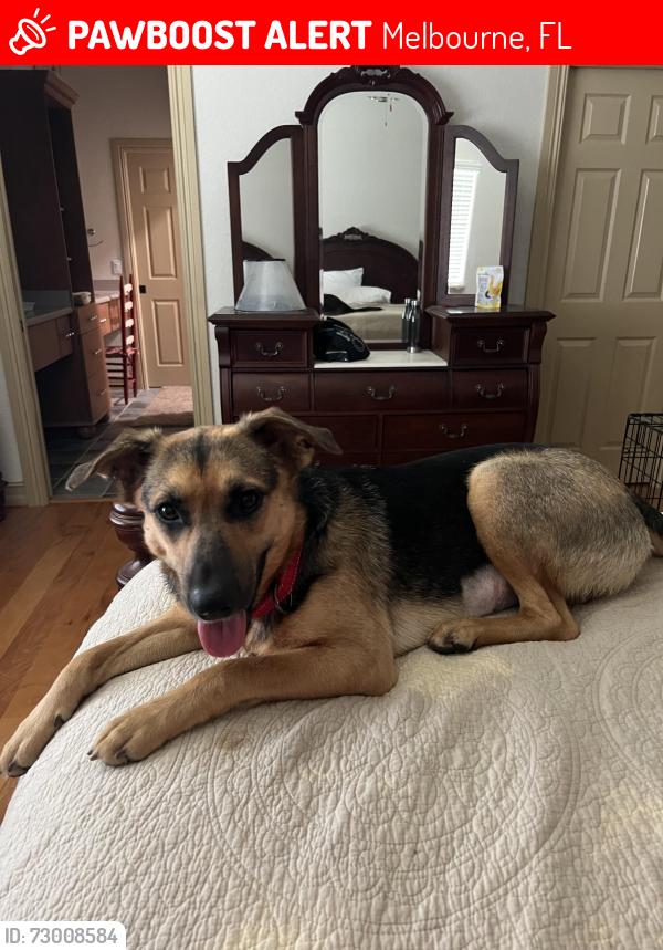 Lost Female Dog last seen University Blvd and Babcock, Melbourne, FL 32901