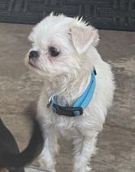 Reunited Female Dog last seen Near pond on 13 th fairway of Golf Club at Rancho California in Murrieta.  , Murrieta, CA 92563