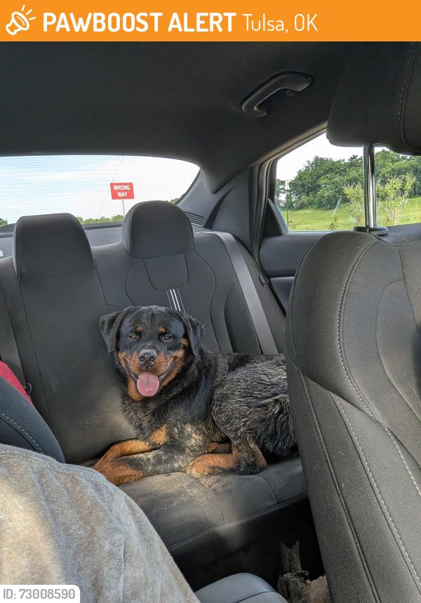 Found/Stray Male Dog last seen Mohawk Park playground, Tulsa, OK 74116