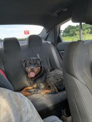Found/Stray Male Dog last seen Mohawk Park playground, Tulsa, OK 74116