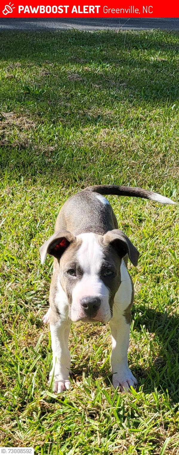 Lost Male Dog last seen Near speight Dr , Greenville, NC 27858