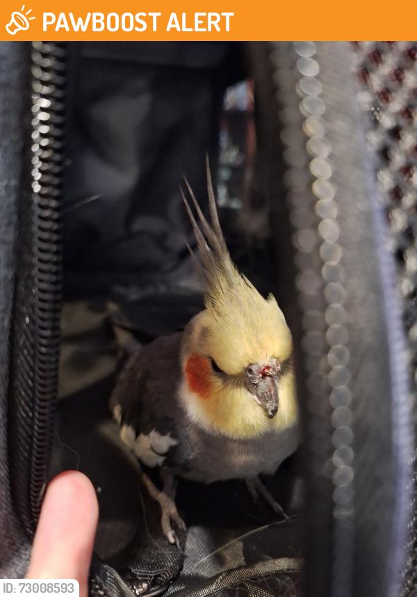 Found/Stray Unknown Bird last seen Belmore Park, North Parramatta, NSW 2151