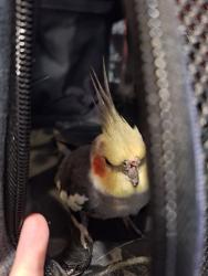 Found/Stray Unknown Bird last seen Belmore Park, North Parramatta, NSW 2151