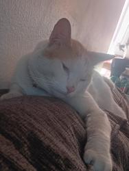 Lost Male Cat last seen Randolph, Bell, CA 90201