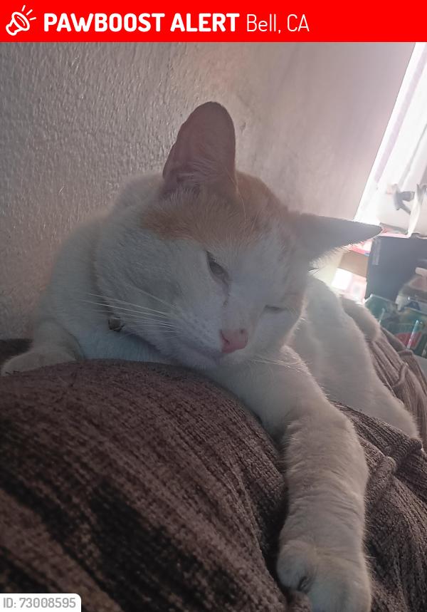 Lost Male Cat last seen Randolph, Bell, CA 90201