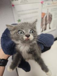 Shelter Stray Male Cat last seen Bexar County, 3353 Morningside Dr, New Braunfels, TX 78132, USA