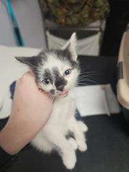 Shelter Stray Male Cat last seen Bexar County, 3353 Morningside Dr, New Braunfels, TX 78132, USA