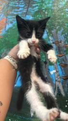 Shelter Stray Male Cat last seen Bexar County, 3353 Morningside Dr, New Braunfels, TX 78132, USA
