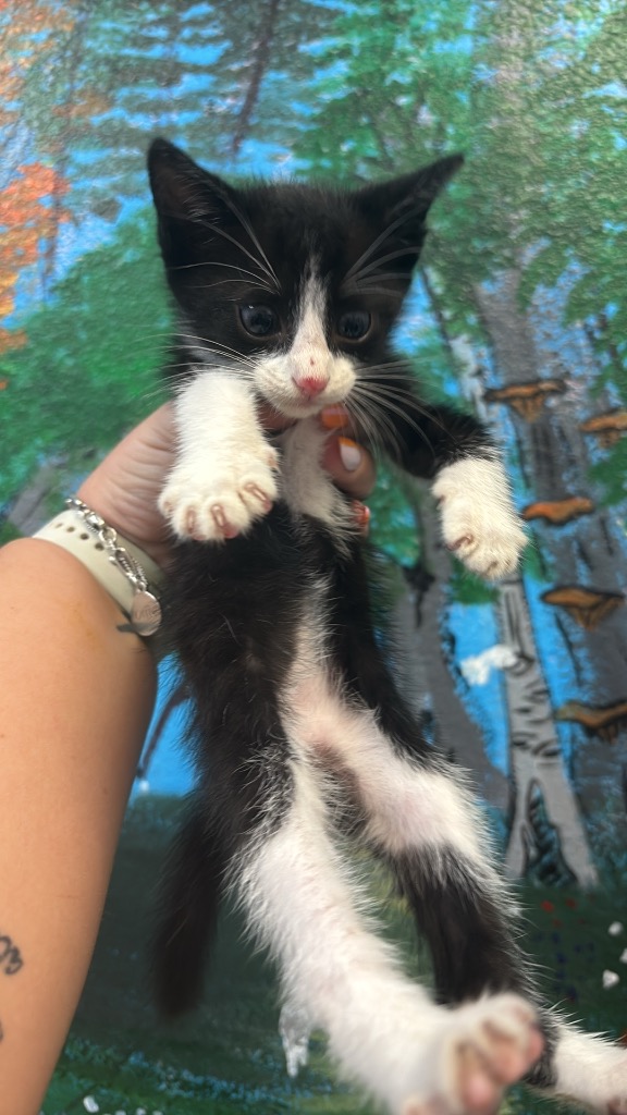 Shelter Stray Male Cat last seen Bexar County, 3353 Morningside Dr, New Braunfels, TX 78132, USA
