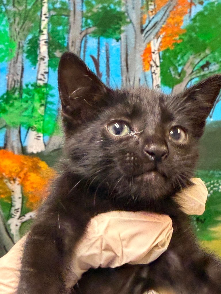 Shelter Stray Male Cat last seen Bexar County, 3353 Morningside Dr, New Braunfels, TX 78132, USA