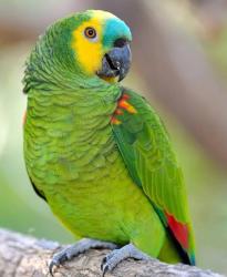 Reunited Unknown Bird last seen Rosehill est rockbank , Rockbank, VIC 3335