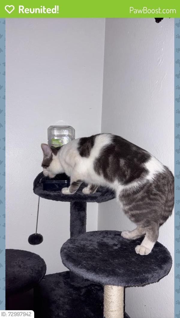 Reunited Male Cat last seen Smith & canyon, Nampa, ID 83651